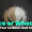 Rice vs Wheat in Weight Loss